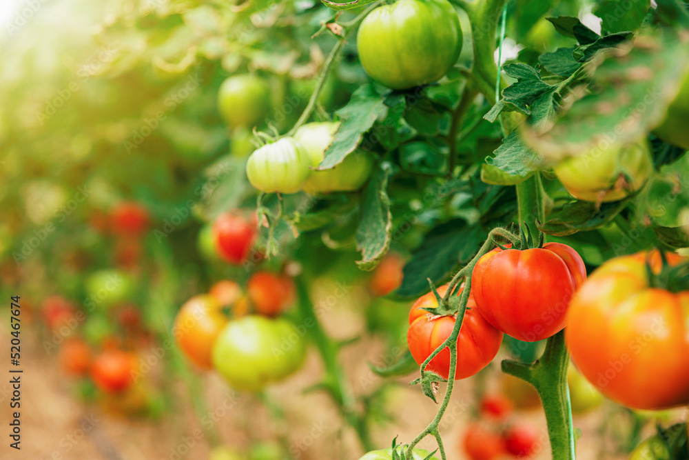 Closeup view on plantation of beautiful, delicious green and red ripe tomatoes grown in polycarbonate greenhouse on blurred background. Tomato hanging on the vine of plant. Horticulture. Vegetables 