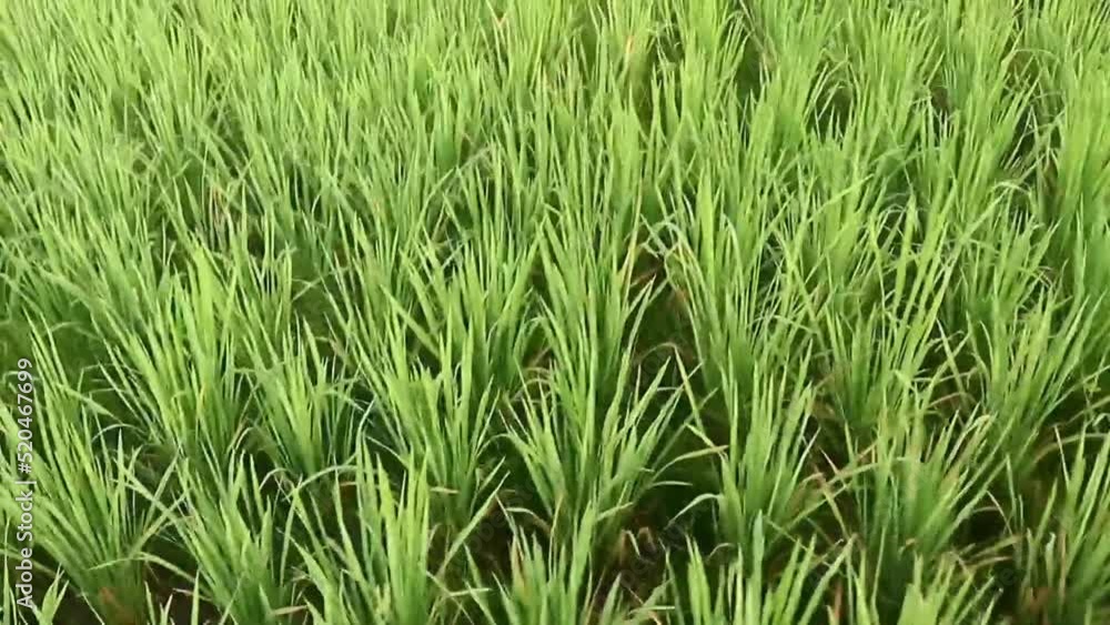 Rice seedlings planted in the rice fields look fresh in the morning Rice seedlings planted in the rice fields look fresh in the morning