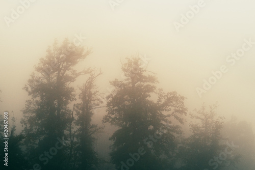 silhouettes of trees in the fog