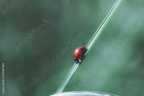 Red ladybug sitting on green leaf in dark style. Natural nature background. close-up