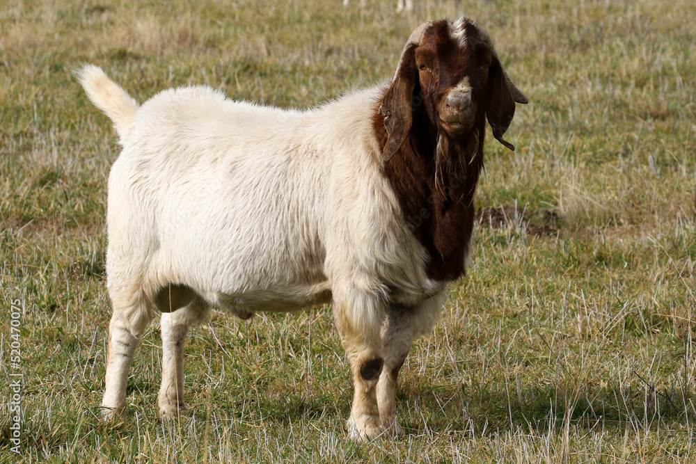 Boer goat ram on a Karoo farm kept for stud purposes on a Karoo farm