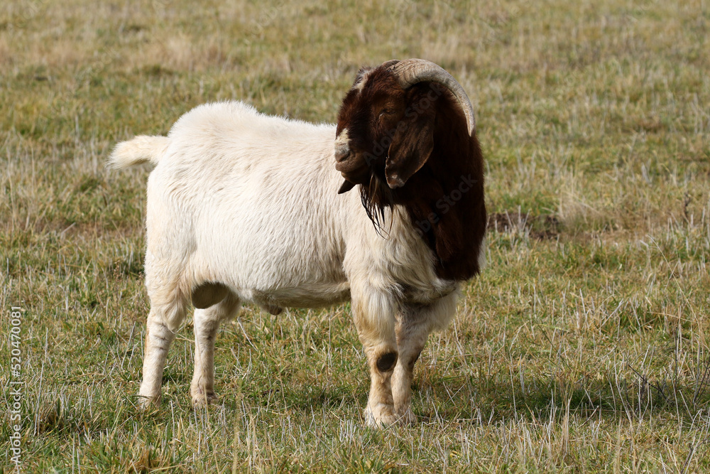 Boer goat ram on a Karoo farm kept for stud purposes on a Karoo farm