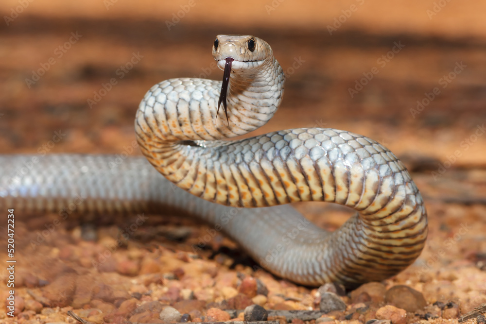 Fototapeta premium Highly venomous Australian Eastern Brown Snake