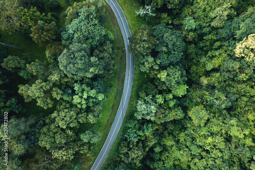 Aerial view of green summer tree and forest with a road