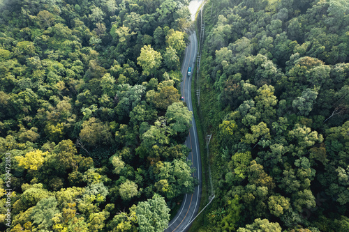 Aerial view of green summer tree and forest with a road