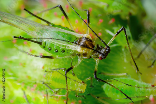 Aphid on Flower Bud. Greenfly or Green Aphid Garden Parasite Insect Pest Macro on Green Background