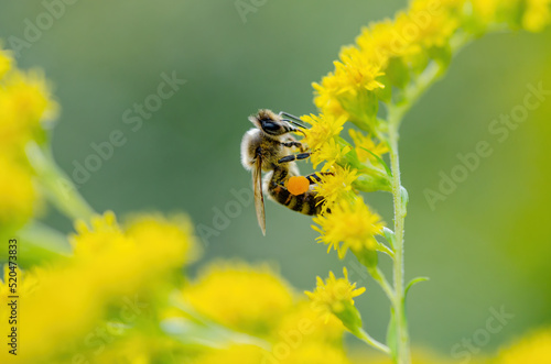 Honey Bee Insect Pollinating Wild Yellow Flowers photo