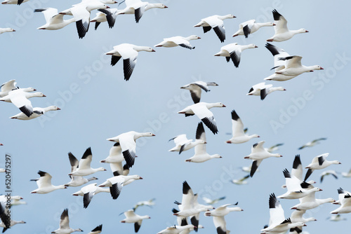ハクガンの群れ (snow goose) © sandpiper