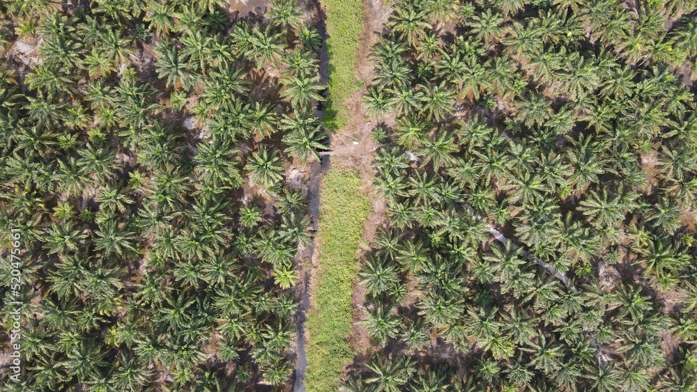 The Palm Oil Estates at Sarawak, the Borneo Island, Malaysia The Palm Oil Estates at Sarawak, the Borneo Island, Malaysia