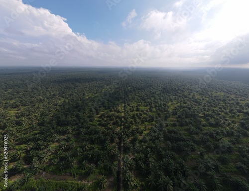 The Palm Oil Estates at Sarawak, the Borneo Island, Malaysia © Aerial Drone Master
