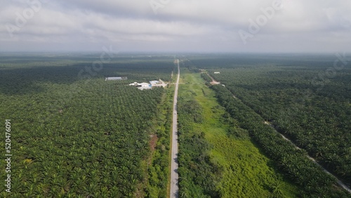 The Palm Oil Estates at Sarawak, the Borneo Island, Malaysia © Aerial Drone Master