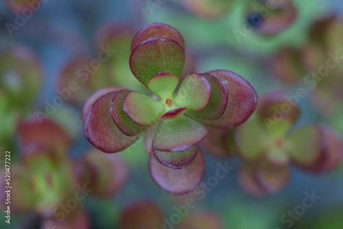 close up of a succulent plant