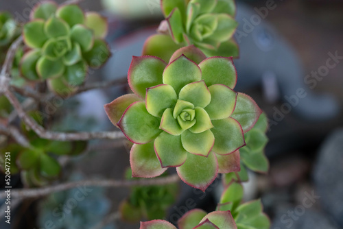 close up succulent