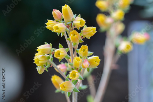 close up of yellow succulent flower