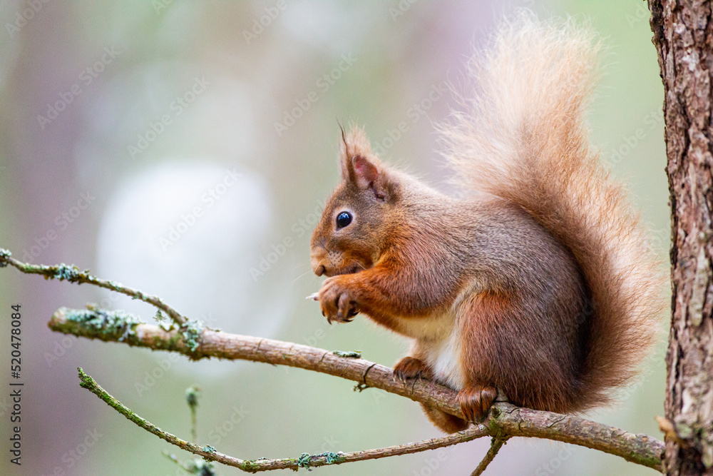Red Squirrel eating nuts in the forests of the Cairngorms, Scotland Red Squirrel eating nuts in the forests of the Cairngorms, Scotland