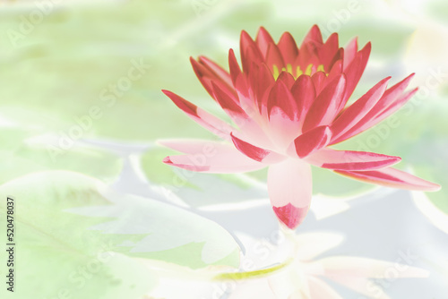 Art of the beautiful red water lily or lotus flower use for abstract image for background.