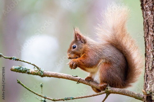 Red Squirrel eating nuts in the forests of the Cairngorms, Scotland  © wayne