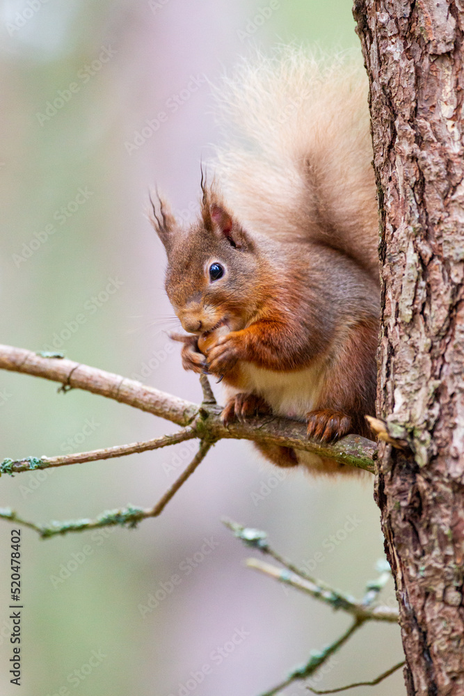 Red Squirrel eating nuts in the forests of the Cairngorms, Scotland Red Squirrel eating nuts in the forests of the Cairngorms, Scotland