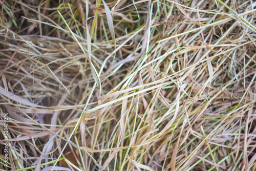 Dry straw, backdrop. Hay texture close-up in color. Fodder for livestock and building materials. Harvesting. Mowed grasses in close-up are just trying to hay. Loose hey of mowed grass while drying
