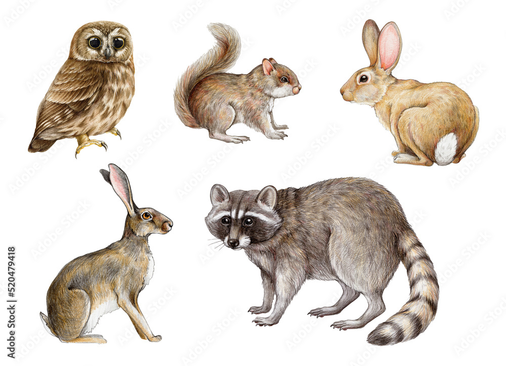 Obraz premium Hand drawn forest animals set. Realistic raccoon, squirrel, bunny, rabbit, owl illustrations. Wildlife forest and park cute animal set on white background