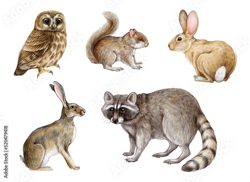 Photography Hand drawn forest animals set