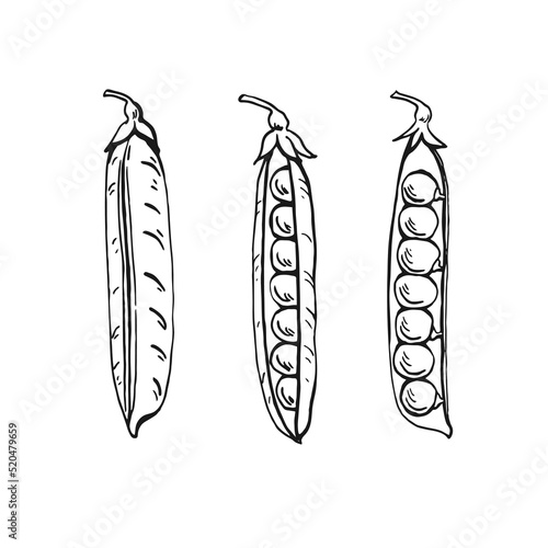 Peas pods sketch. Set. Hand drawn illustration converted to vector. Organic food illustration isolated on white background.