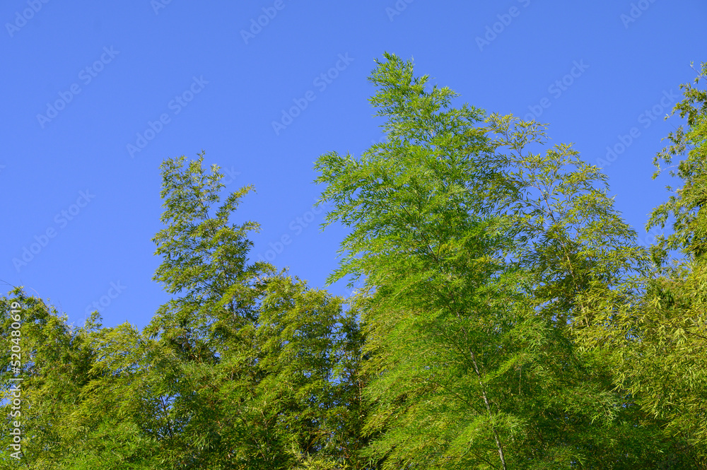 blue sky and tree bambo fresh green blue sky and tree bambo fresh green
