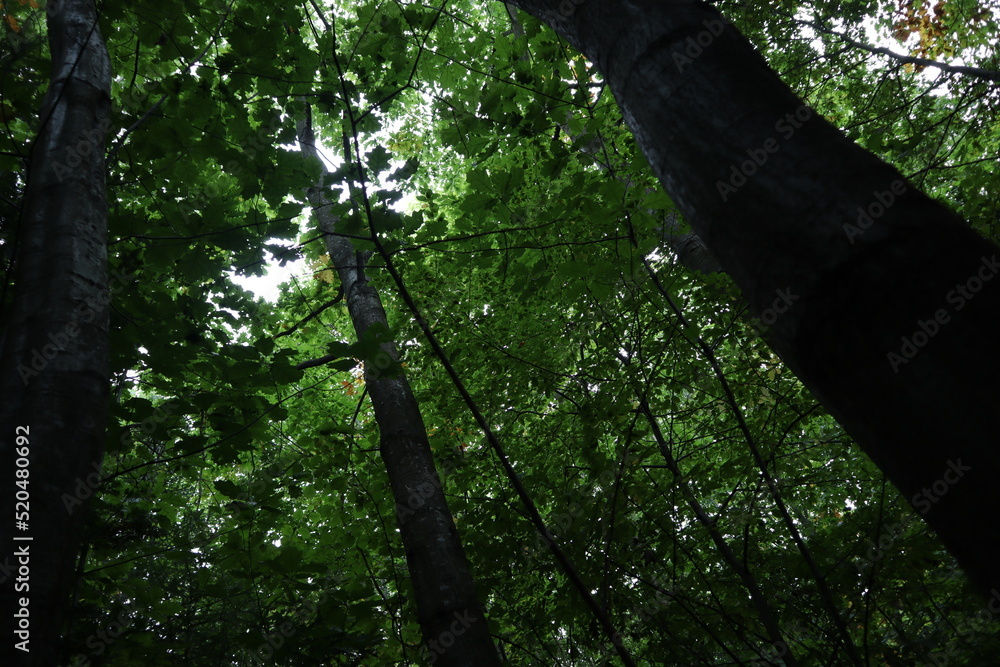 Fototapeta premium green forest in the morning