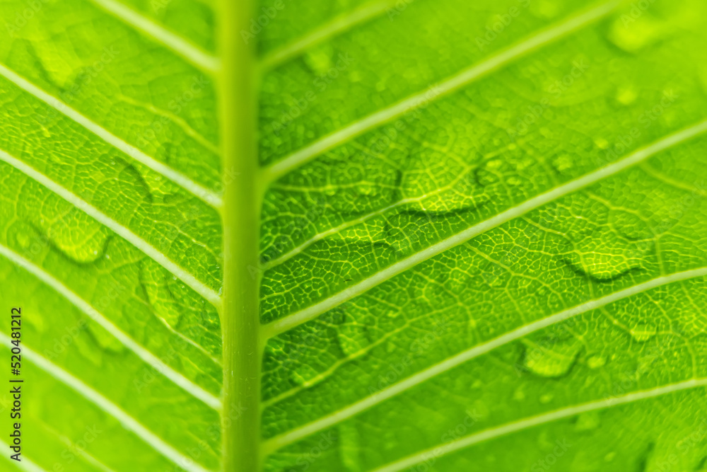 Macro closeup of Beautiful fresh green leaf with drop of water after the rain in morning sunlight nature background. Macro closeup of Beautiful fresh green leaf with drop of water after the rain in morning sunlight nature background.