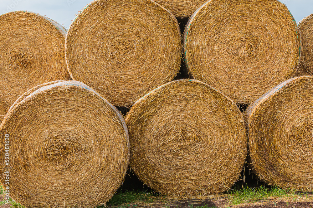 stacked hay bales after harvest. dry straw pressed into individual straw bales. direct view of the outsides of the hay bales. structures of hay. small grass scar on the ground stacked hay bales after harvest. dry straw pressed into individual straw bales. direct view of the outsides of the hay bales. structures of hay. small grass scar on the ground