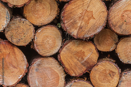Stacks of single thick logs a day. Stacked pine trunks after felling. Sorted wood at harvest time. Many sawed logs with visible growth rings. reddish orange brown colored stems with bark
