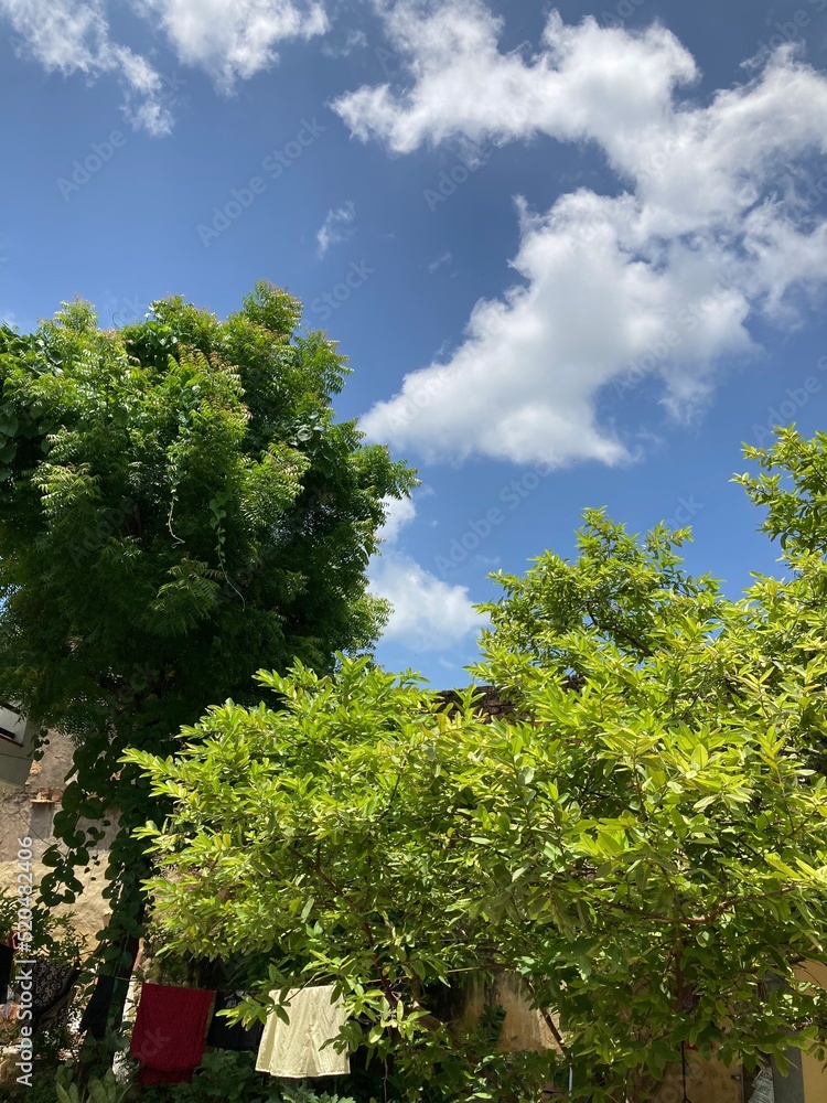 Obraz premium The canopy of tall trees framing a clear blue sky, with the sun shining through
