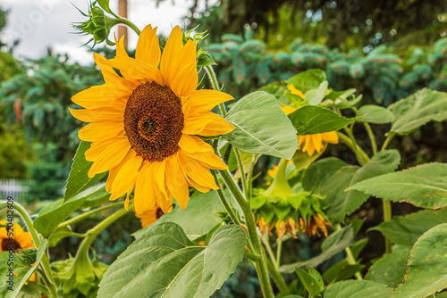 Sunflower in summer with bright yellow petals. Details of a flower open blossom. Sunflower seeds inside the flower head. Plant stem and green leaves of sunflower. More single sunflowers in background