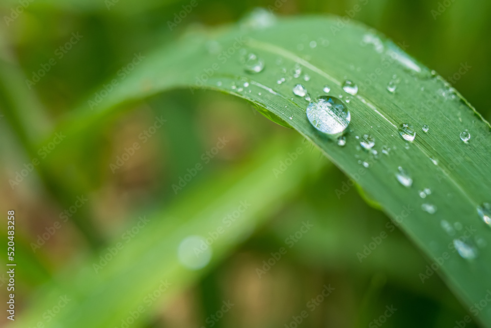 Macro closeup of Beautiful fresh green grass with drop of water in morning sun nature background. Macro closeup of Beautiful fresh green grass with drop of water in morning sun nature background.