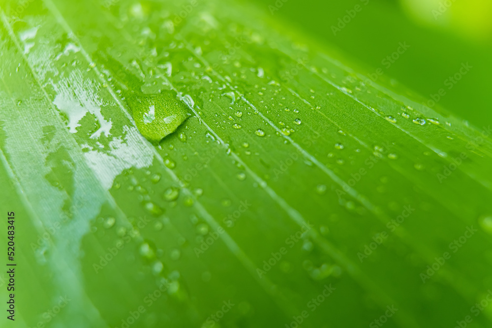 Macro closeup of Beautiful fresh green leaf with drop of water in morning sunlight nature background. Macro closeup of Beautiful fresh green leaf with drop of water in morning sunlight nature background.