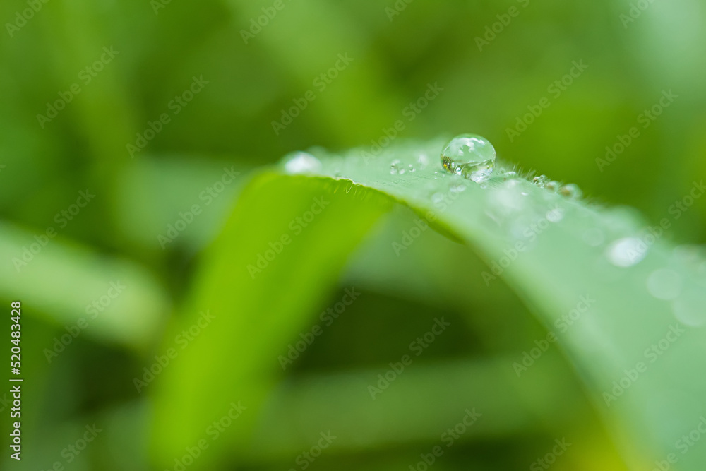 Macro closeup of Beautiful fresh green grass with drop of water in morning sun nature background. Macro closeup of Beautiful fresh green grass with drop of water in morning sun nature background.