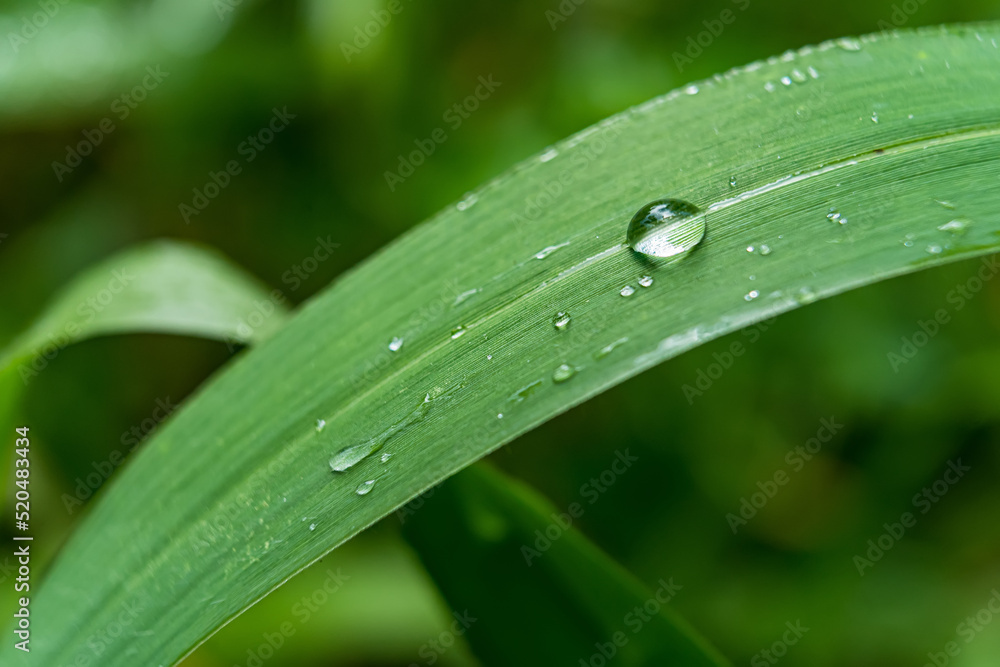 Macro closeup of Beautiful fresh green grass with drop of water in morning sun nature background. Macro closeup of Beautiful fresh green grass with drop of water in morning sun nature background.