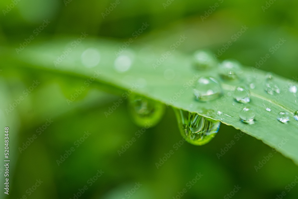 Fototapeta premium Macro closeup of Beautiful fresh green grass with drop of water in morning sun nature background.