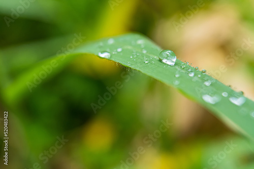 Macro closeup of Beautiful fresh green grass with drop of water in morning sun nature background.