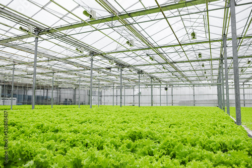 Greenhouse plantation with lettuce greenery. Concept for industrial agriculture. Rows of Plant Cultivated Inside a Large Greenhouse Building. Eco farming business. Cultivate and Selection.