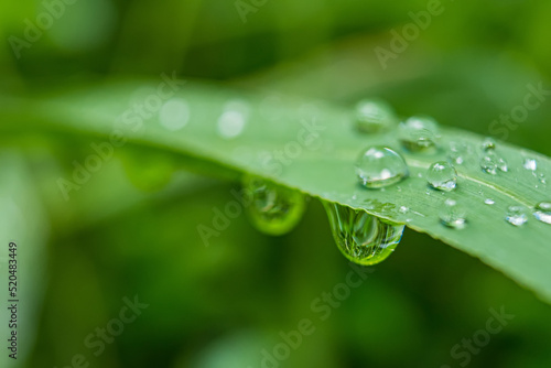 Macro closeup of Beautiful fresh green grass with drop of water in morning sun nature background.