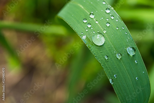 Macro closeup of Beautiful fresh green grass with drop of water in morning sun nature background.