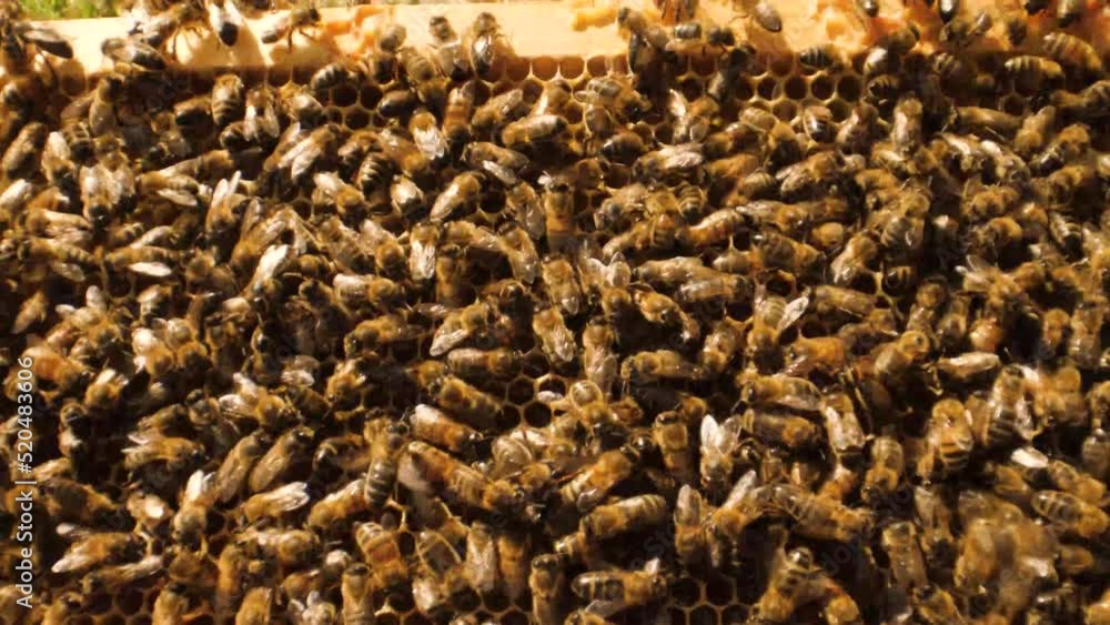 Top to down slider shot of bees working on a beehive Top to down slider shot of bees working on a beehive