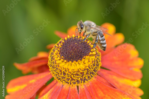 Western honey bee - Apis mellifera - pollinates common sneezeweed - Helenium autumnale