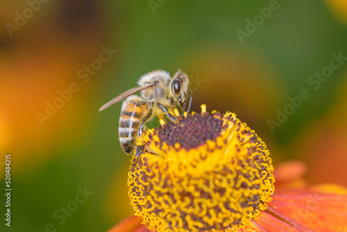 Western honey bee - Apis mellifera - pollinates common sneezeweed - Helenium autumnale