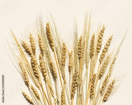 Flat lay with dry ears of wheat, rye, barley on beige background with empty space. Top view ears of cereal crops, wheat grain crop, harvest concept, minimal design, cereals plant with shadow