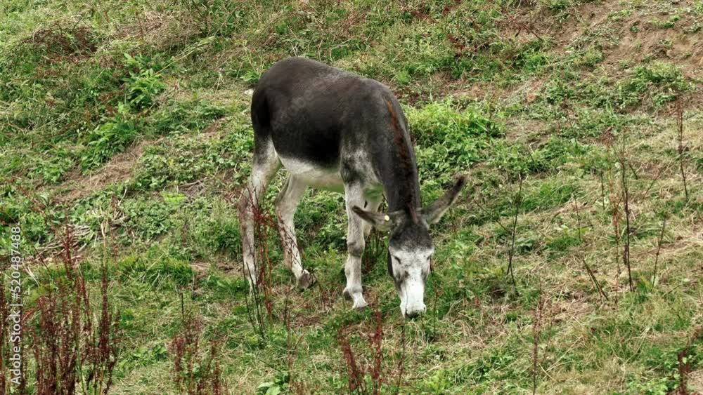 Domestic animal donkey grazing on a mountain rural pasture with green grass close-up Domestic animal donkey grazing on a mountain rural pasture with green grass close-up