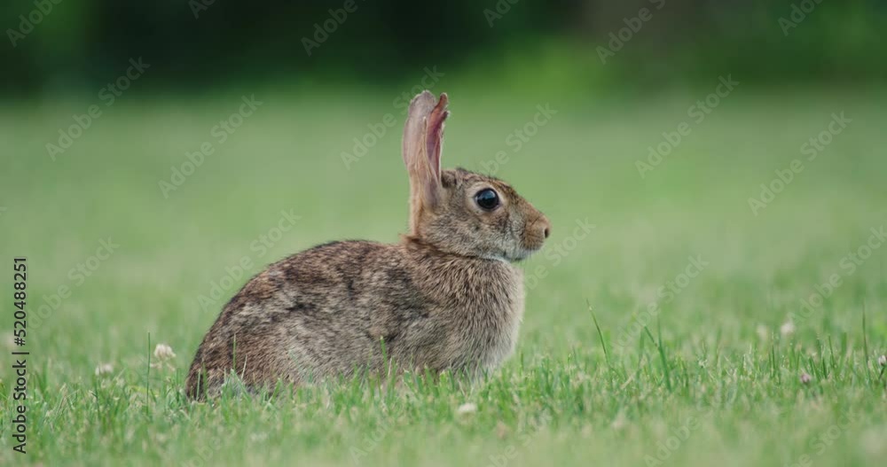 Eastern Cottontail Rabbit With Damaged Ear Eastern Cottontail Rabbit With Damaged Ear
