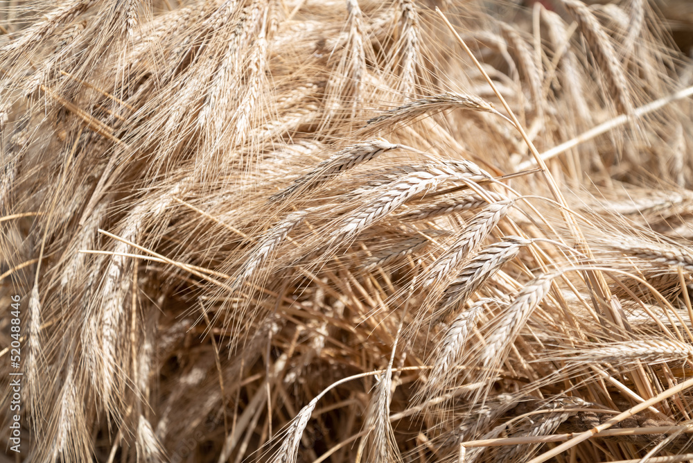 Ripening ears of rye in field in summer close up Ripening ears of rye in field in summer close up