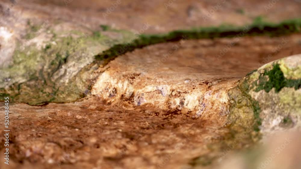 Stream flowing over sandstone stone with green moss in the desert close-up in slow motion. Thirst and source in oasis concept Stream flowing over sandstone stone with green moss in the desert close-up in slow motion. Thirst and source in oasis concept